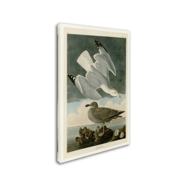 Audubon 'Herring Gullplate 291' Canvas Art,12x19